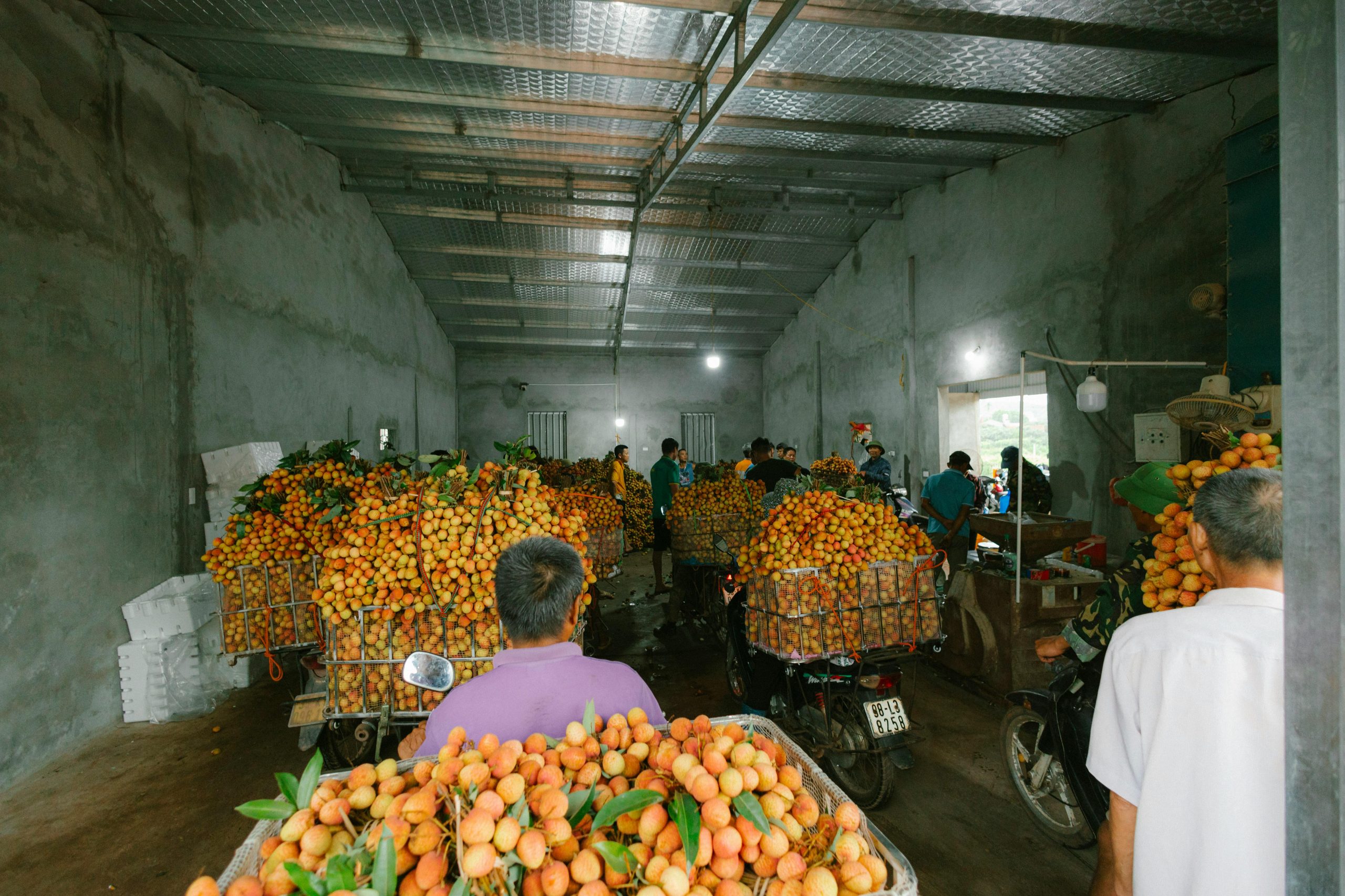 Workers pack litchis on motorbikes indoors for transport. Litchi harvesting and packing.